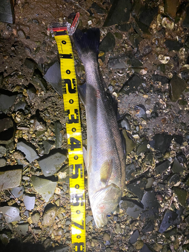 シーバスの釣果