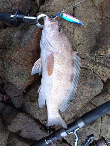 オオモンハタの釣果