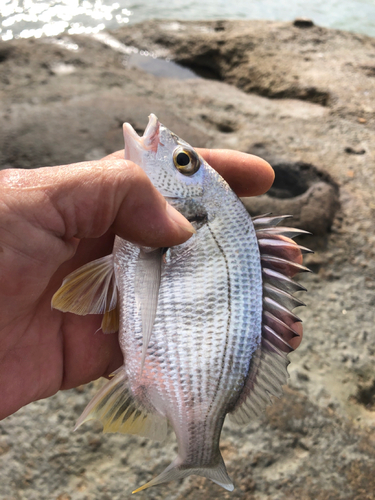 キビレの釣果