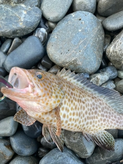 オオモンハタの釣果