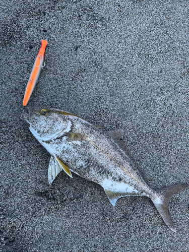 ショゴの釣果