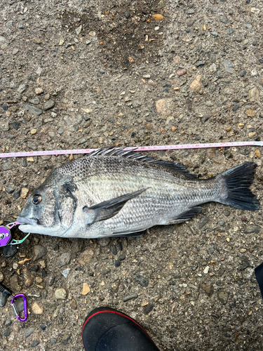 クロダイの釣果