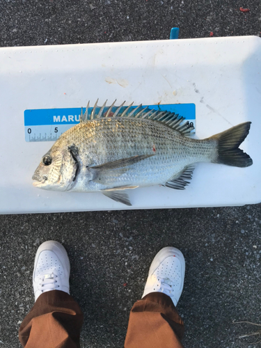 ミナミクロダイの釣果