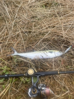 サゴシの釣果