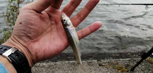 モロコの釣果