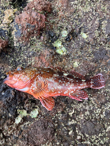 カサゴの釣果