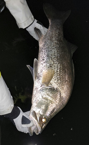 アカメの釣果