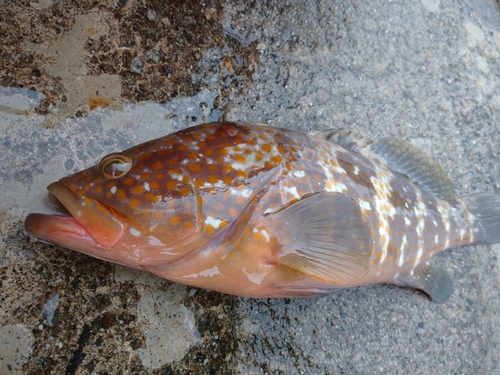 キジハタの釣果