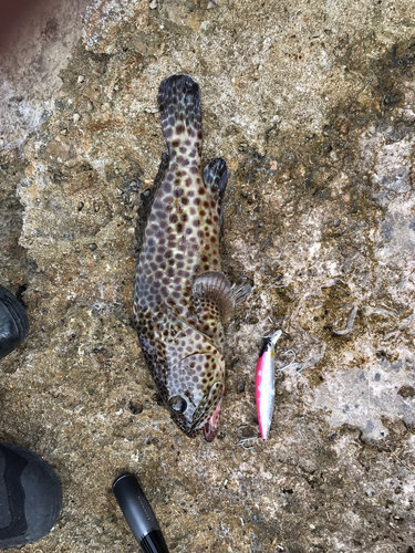 シロブチハタの釣果