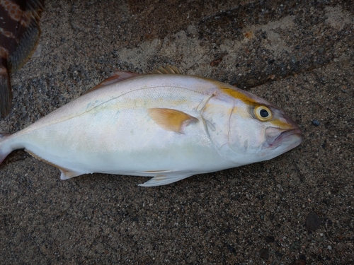 カンパチの釣果