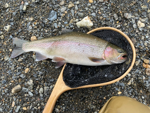 ニジマスの釣果