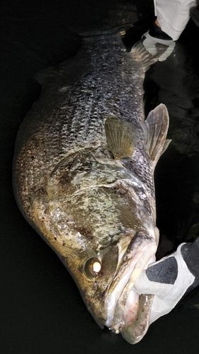 アカメの釣果