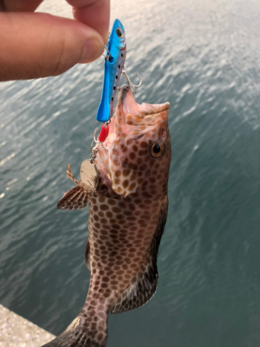 アラカブの釣果