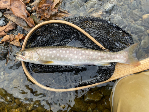 イワナの釣果