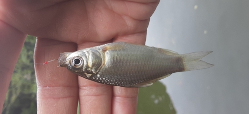 フナの釣果