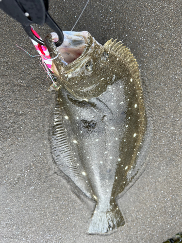 ヒラメの釣果