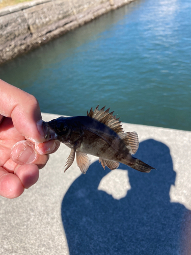 シロメバルの釣果