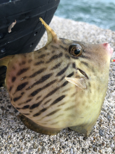 カワハギの釣果