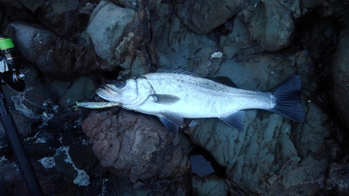 ヒラスズキの釣果