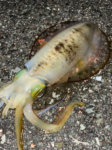 アオリイカの釣果