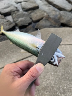 サバの釣果