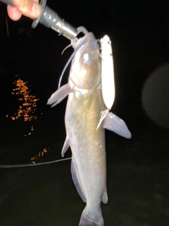 アメリカナマズの釣果