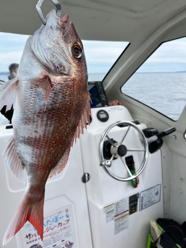 マダイの釣果