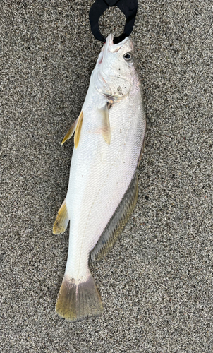 ニベの釣果