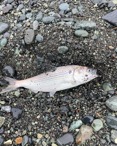 コノシロの釣果