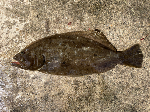 ヒラメの釣果