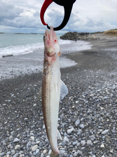 エソの釣果