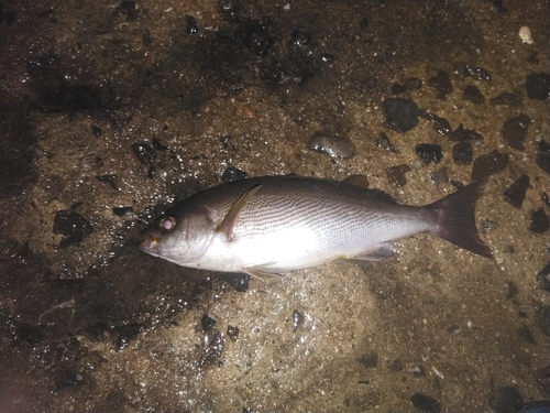 イサキの釣果