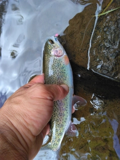 ニジマスの釣果