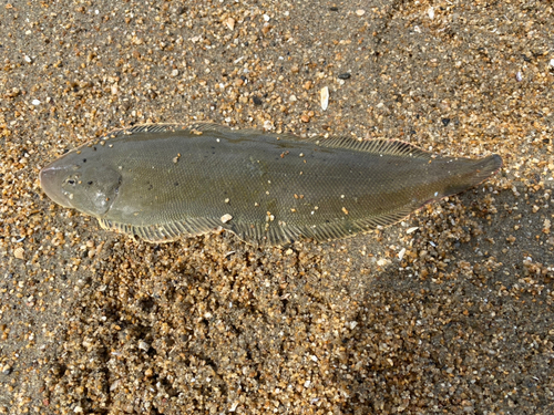 シタビラメの釣果