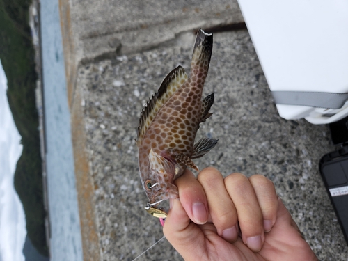 オオモンハタの釣果