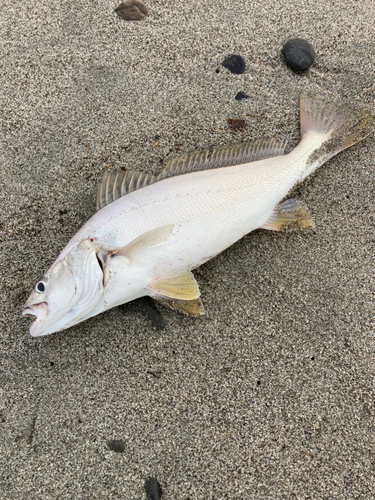 ニベの釣果