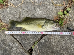 ラージマウスバスの釣果