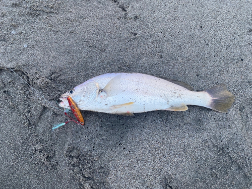 ニベの釣果