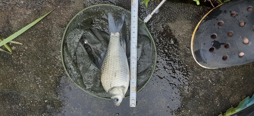 ヘラブナの釣果