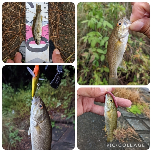 スモールマウスバスの釣果