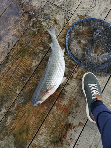 ボラの釣果