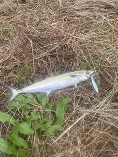 サゴシの釣果