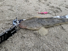 マゴチの釣果