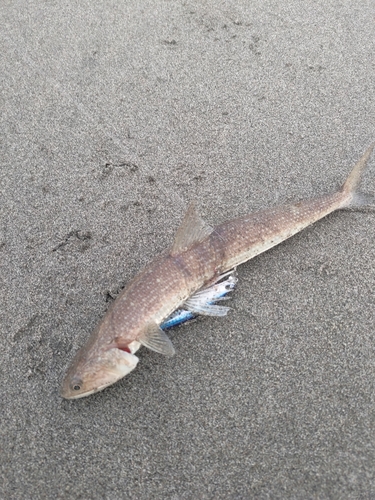 エソの釣果