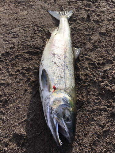 サケの釣果