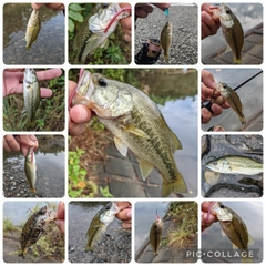ラージマウスバスの釣果