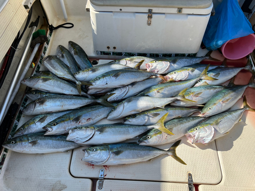 メジロの釣果