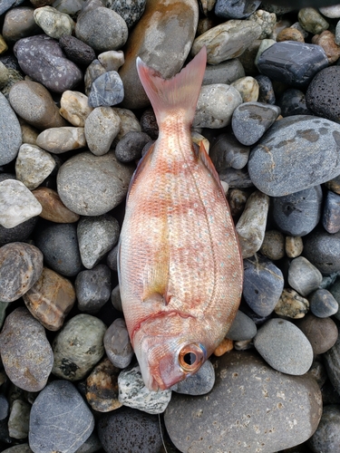 マダイの釣果