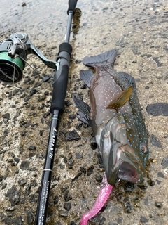 アオノメハタの釣果