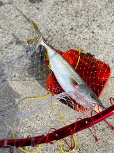 ハマチの釣果